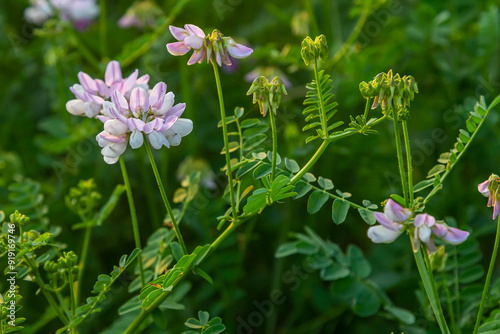 the flowers of Securigera varia - crownvetch, purple crown vetch