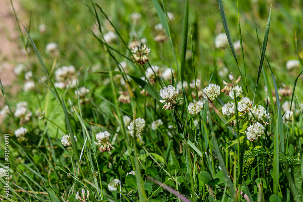 White clover flowers among the grass. Trifolium repens White clover flowers among the grass. Trifolium repens