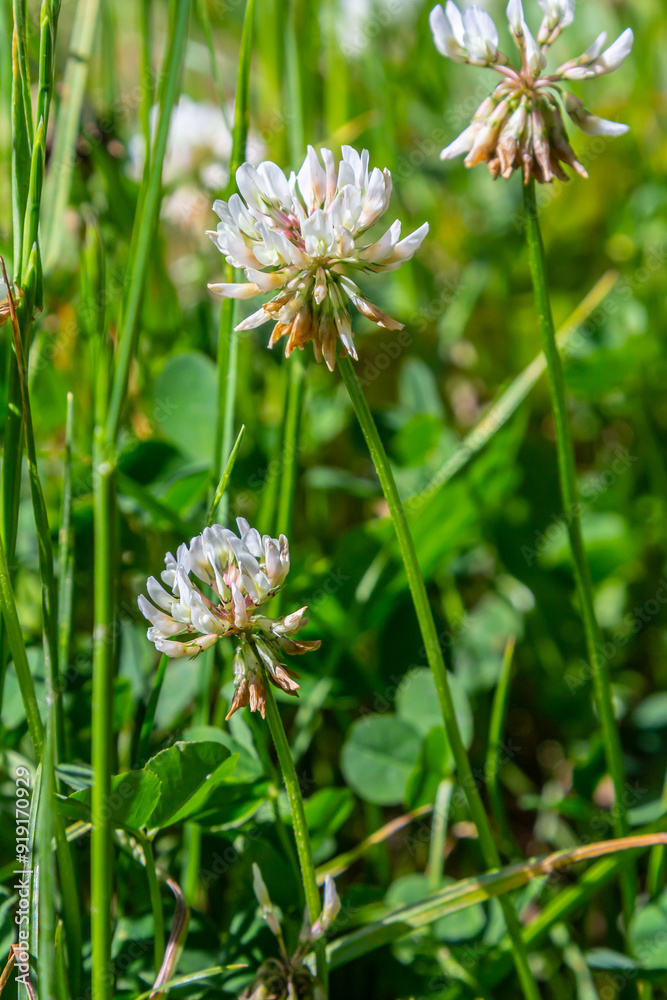 White clover flowers among the grass. Trifolium repens White clover flowers among the grass. Trifolium repens