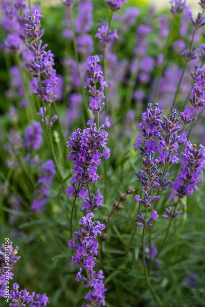 Lavandula angustifolia bunch of flowers in bloom, purple scented flowering bouquet of smelling beautiful plants Lavandula angustifolia bunch of flowers in bloom, purple scented flowering bouquet of smelling beautiful plants