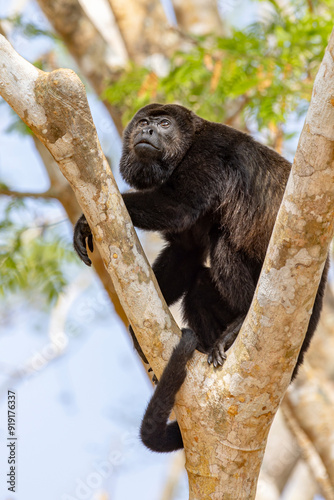 Mantled howler monkey in tree in Costa Rica central America photo