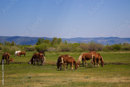 Horses grazing on summer meadow