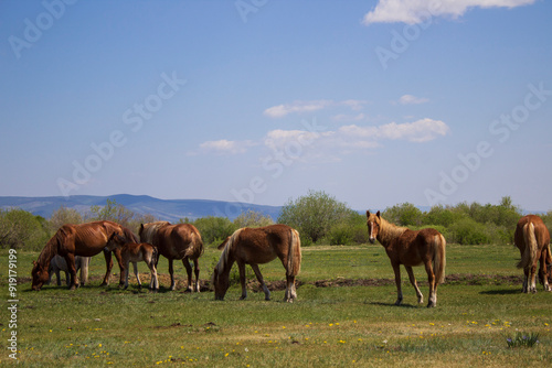 Horses grazing on summer meadow