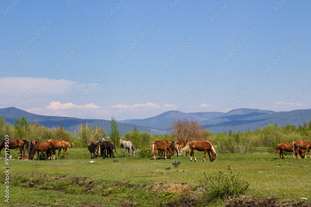 Horses grazing on summer meadow Horses grazing on summer meadow