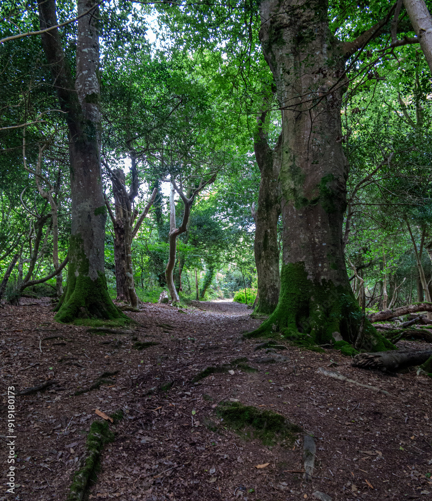 Cornish Forest Trail. Cornish Forest Trail.