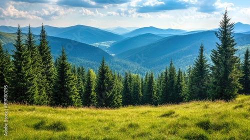 Green pine forest with a view of a distant mountain range