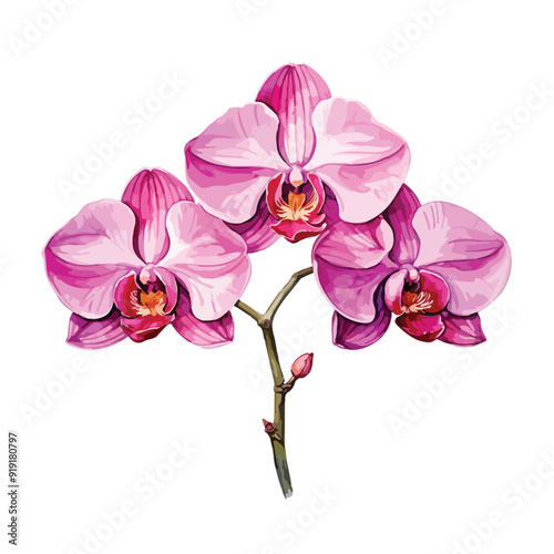 Pink Orchid watercolor flower on white background. Tropical flowers isolated. Vintage pink flowers painting. Vector illustration
