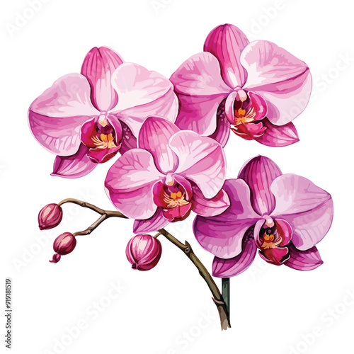 Pink Orchid watercolor flower on white background. Tropical flowers isolated. Vintage pink flowers painting. Vector illustration
