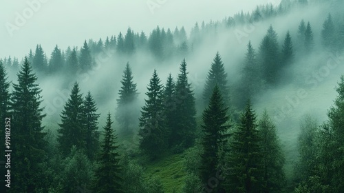 Misty morning in a green pine forest, with fog enveloping the tall trees