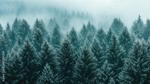 Snow-dusted green pine forest in winter, creating a serene landscape