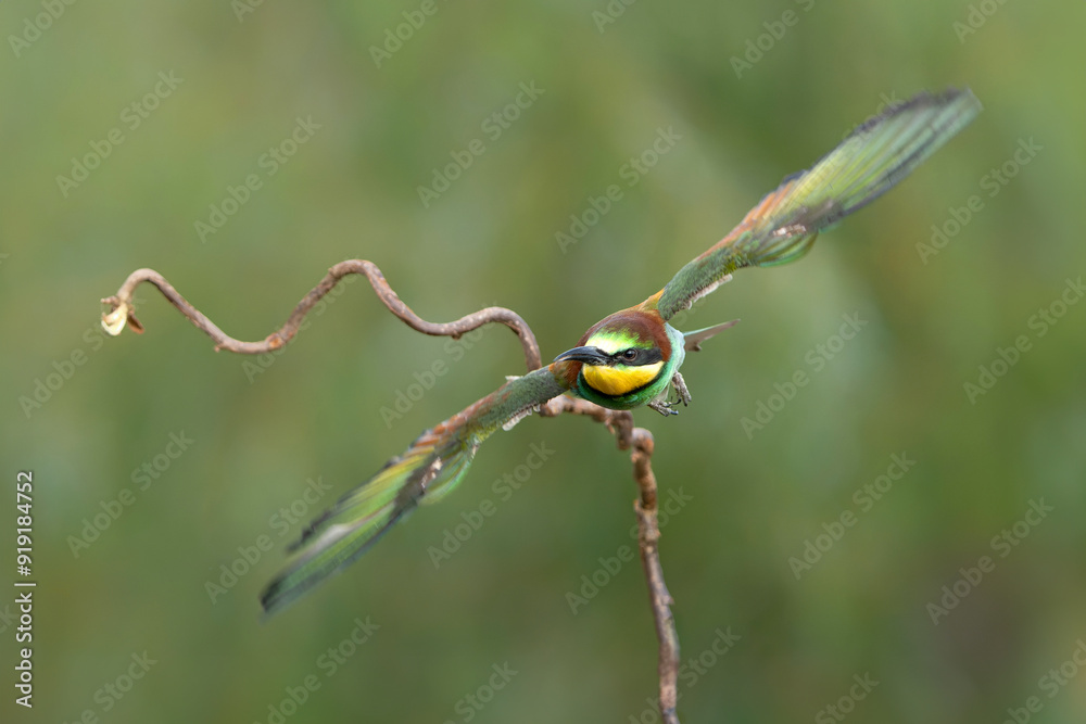 European bee-eater (Merops apiaster) in flight in Gelderland in the Netherlands. European bee-eater (Merops apiaster) in flight in Gelderland in the Netherlands.