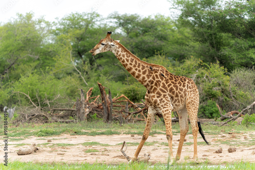 Obraz premium South African Giraffe (Giraffa giraffa giraffa) or Cape giraffe searching for water and food on the savanna in Kruger National Park in South Africa