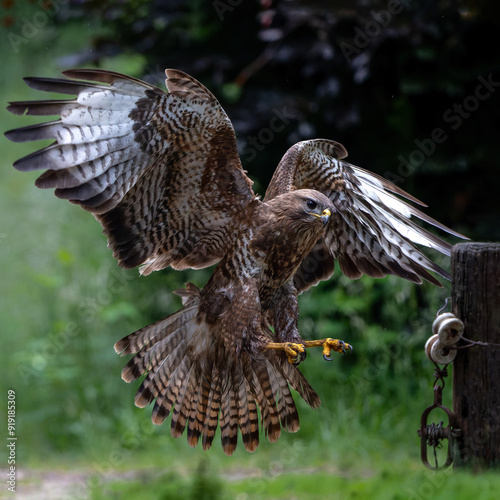 Common Buzzard (Buteo buteo) flying in the forest of Noord Brabant in the Netherlands.  Green forest background photo