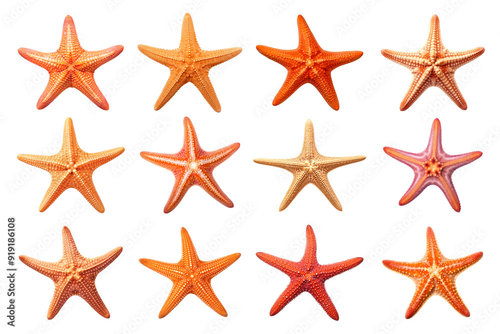 PNG starfish element set, transparent background PNG starfish element set, transparent background