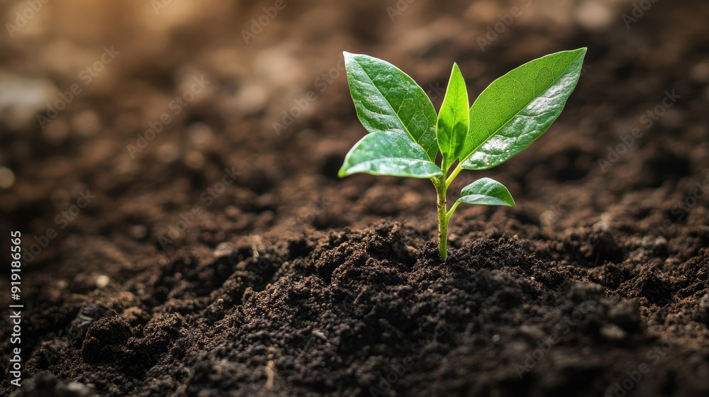 Young sapling growing in rich soil, symbolizing new growth and sustainability Young sapling growing in rich soil, symbolizing new growth and sustainability