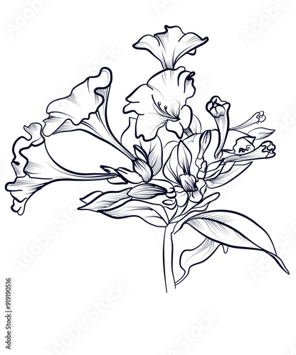 black and white hand drawing of a Mirabilis flower vector