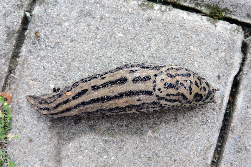 Obraz premium A great grey slug in close-up