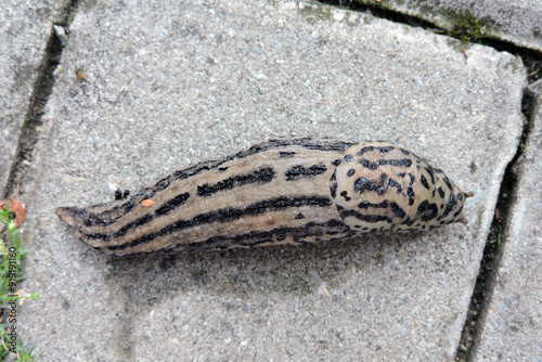 A great grey slug in close-up