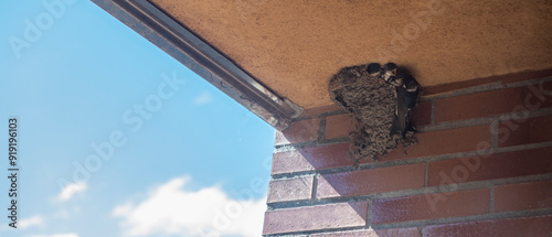 Fotografía Western house martin or Delichon urbicum