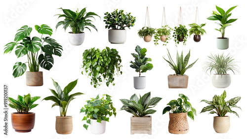 PNG potted houseplant set, transparent background