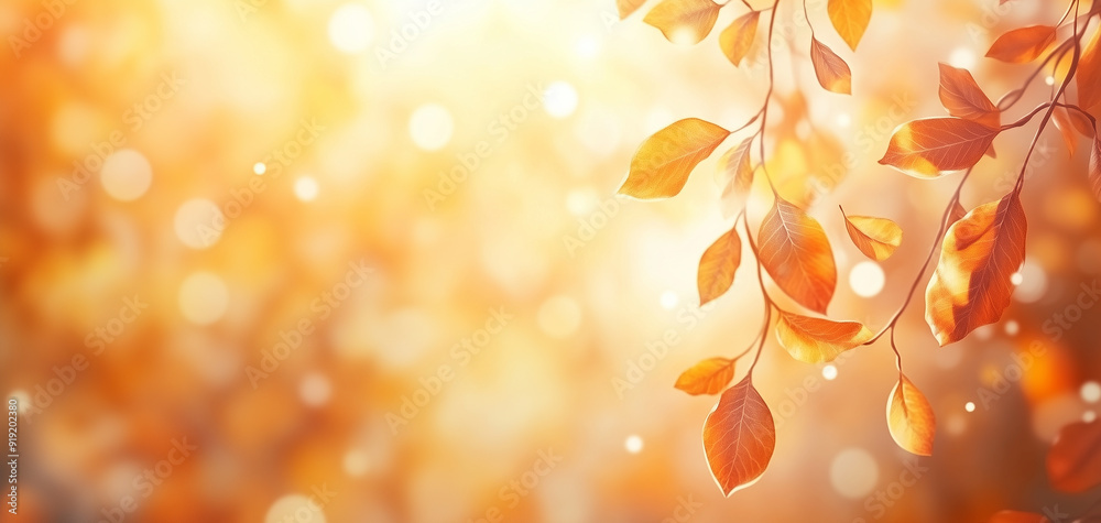 autumn leaves background