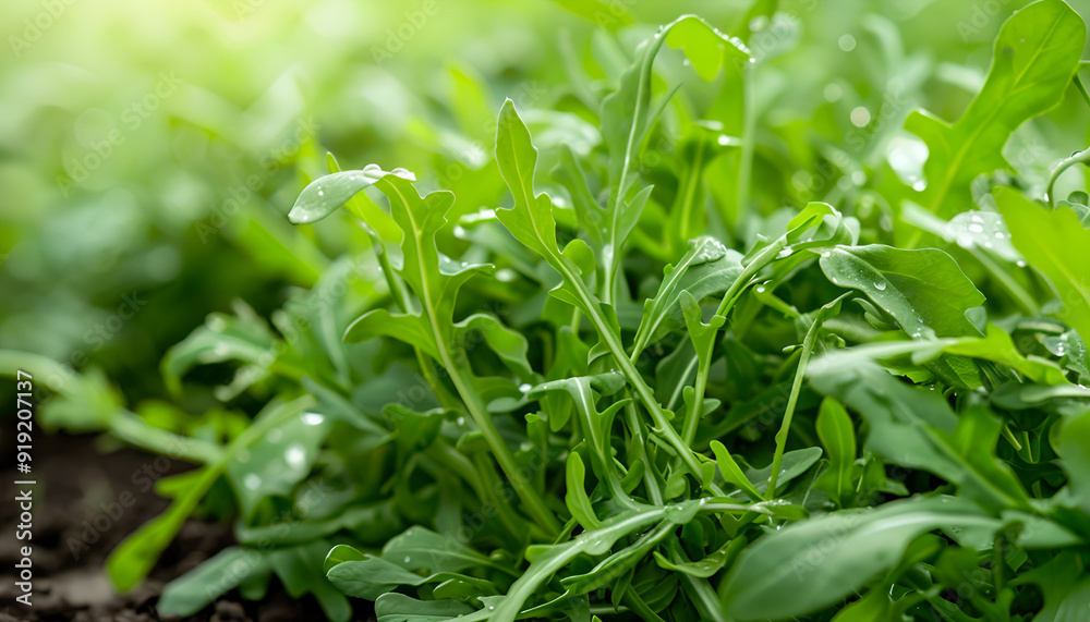 vegetable garden with delicious arugula plants