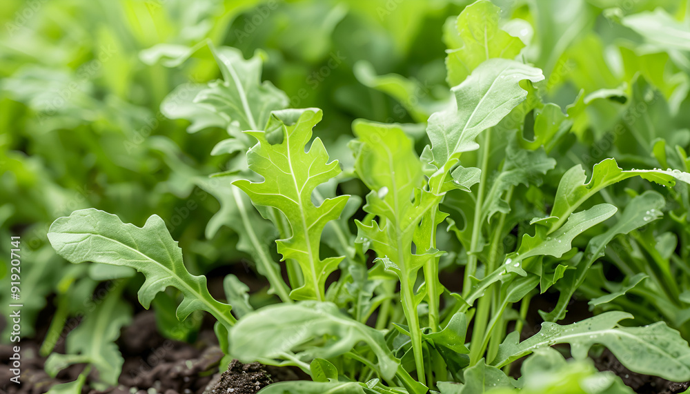 vegetable garden with delicious arugula plants