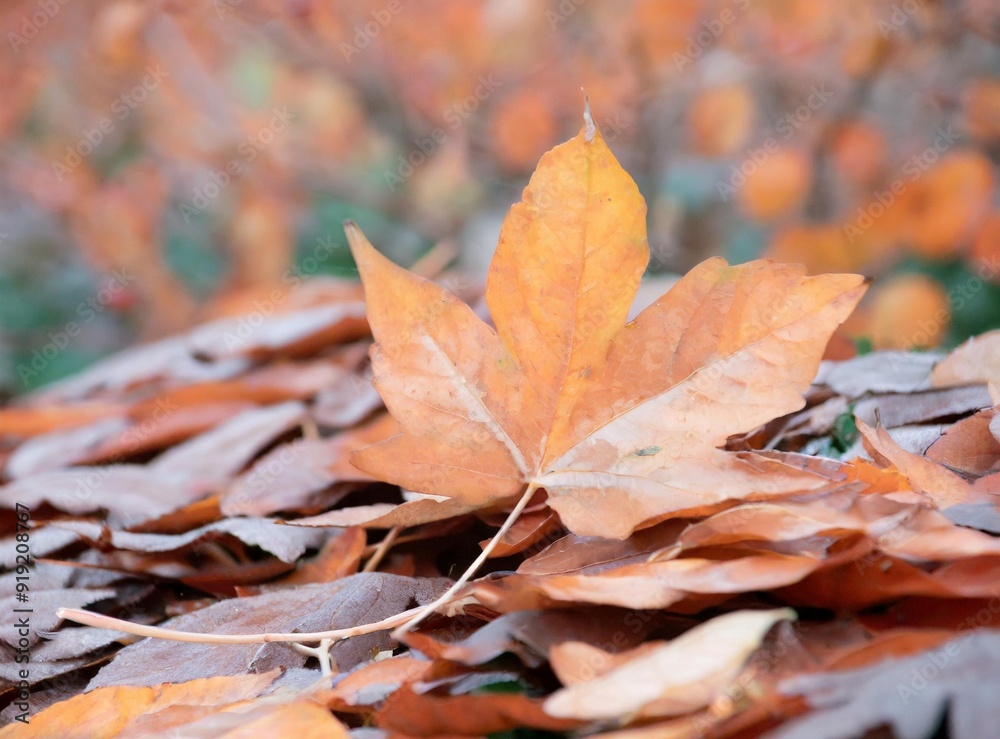 Autumn Leaves (on the ground at the park) - Autumn Seasonal Wallpaper Autumn Leaves (on the ground at the park) - Autumn Seasonal Wallpaper