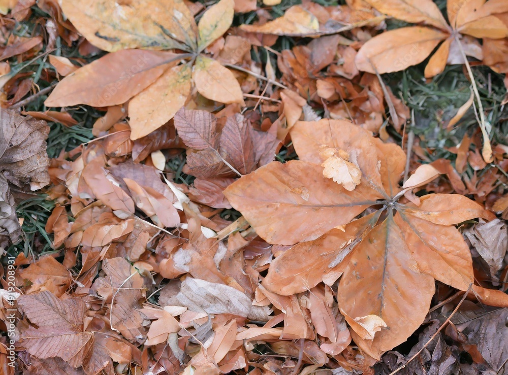 Autumn Leaves (on the ground at the park) - Autumn Seasonal Wallpaper Autumn Leaves (on the ground at the park) - Autumn Seasonal Wallpaper