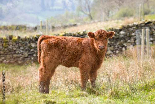 Luing cattle, cow calf in a field in Lake District, Cumbria, UK