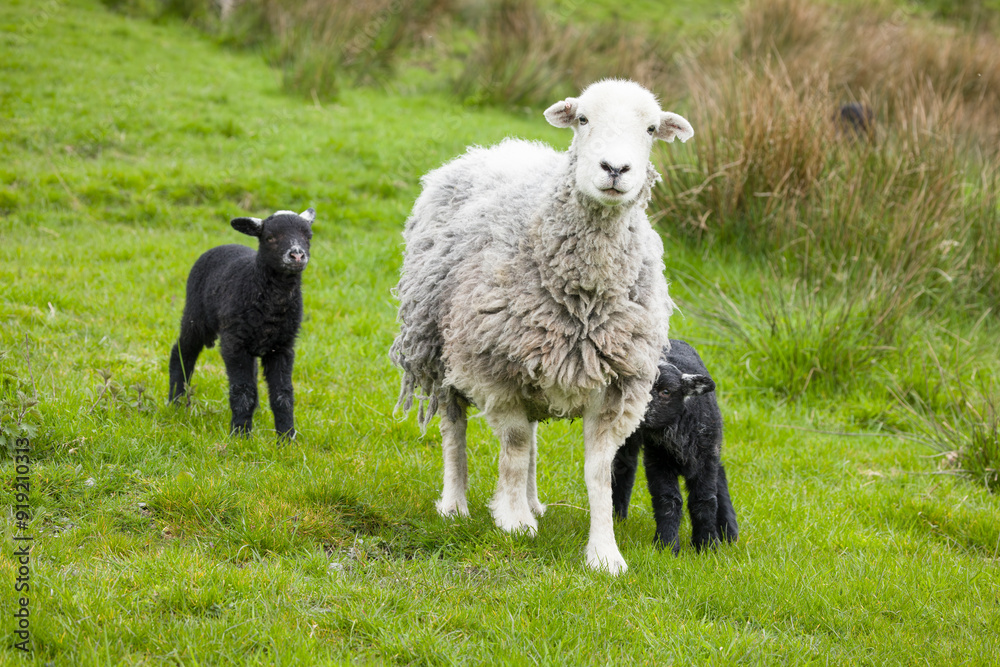White sheep and black lambs in a field, UK White sheep and black lambs in a field, UK