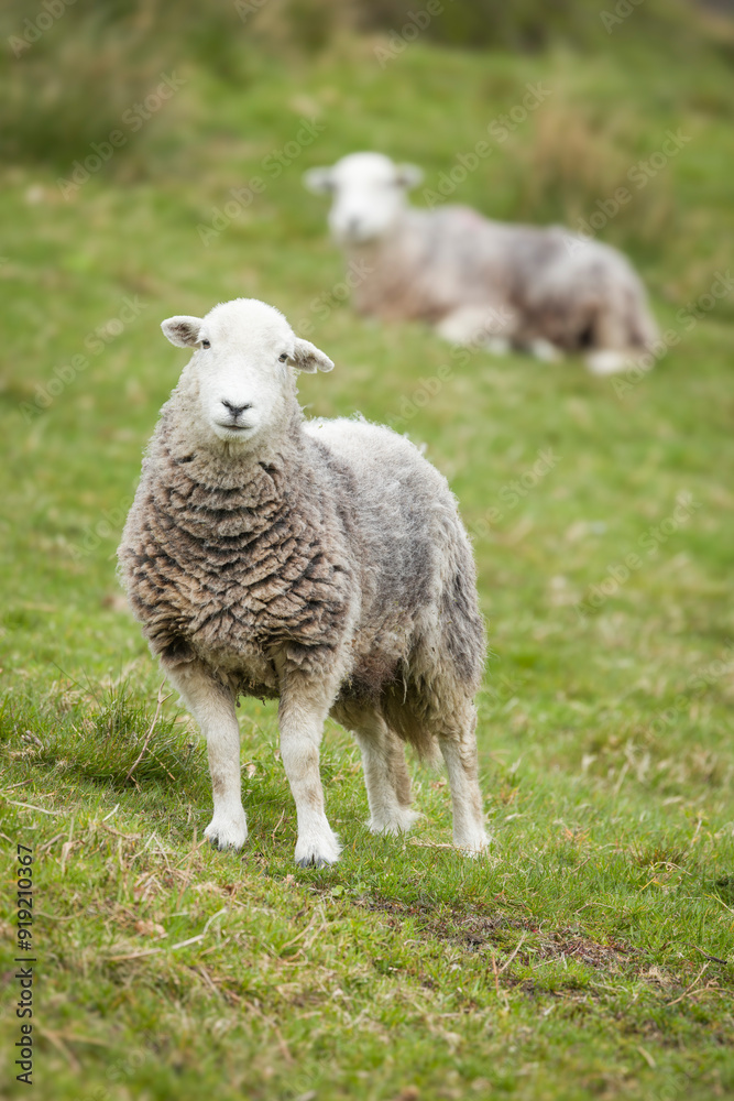 Herdwick sheep in a field. Lake District, Cumbria, UK Herdwick sheep in a field. Lake District, Cumbria, UK