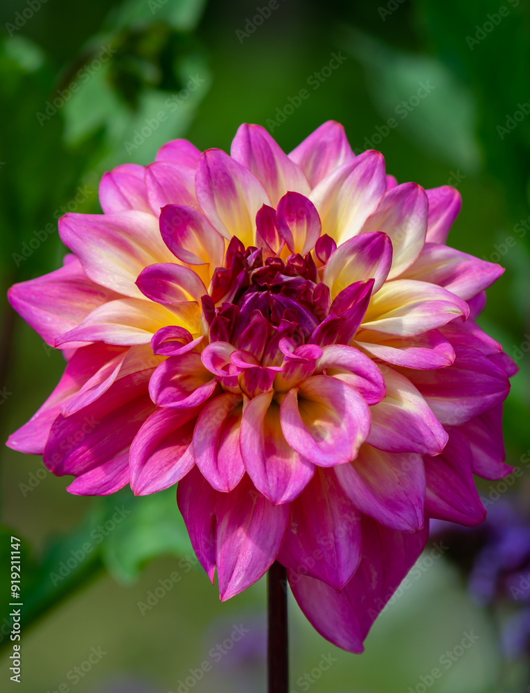 single dahlia flower in the garden. single dahlia flower in the garden.