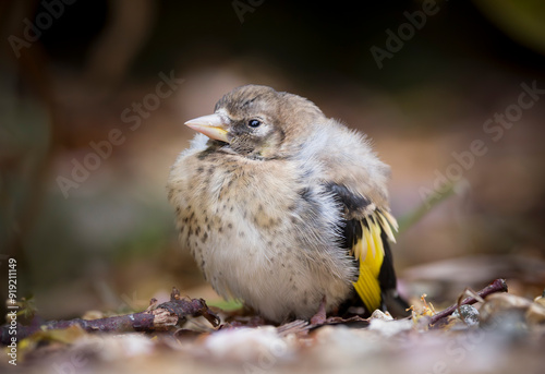 Baby bird, fledgling European goldfinch on ground, UK