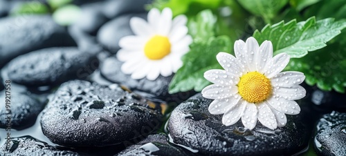 daisy with pebble stones and green leaves, spa and wellness concept