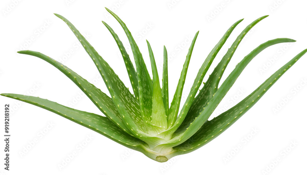 Obraz premium Aloe vera plant with vibrant green leaves, known for its medicinal and skin healing properties, perfect for wellness and nature themes.