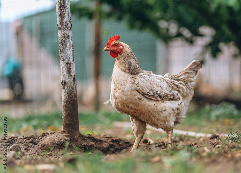 Chicken pictured in the backyard of a farm where it lives in freedom. Chicken pictured in the backyard of a farm where it lives in freedom.