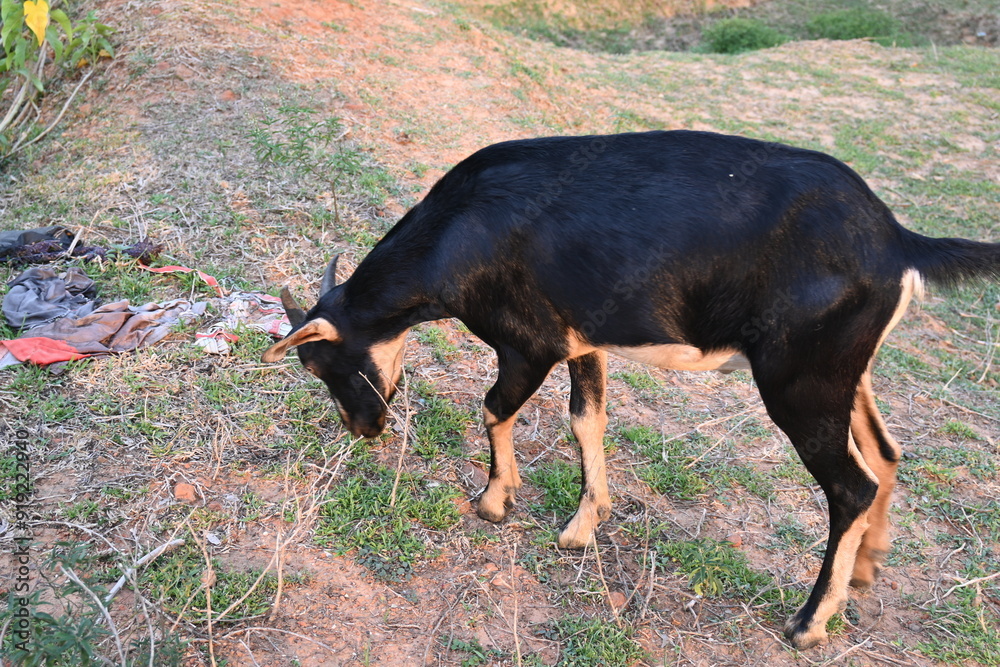 Goat grazing in the field. It is a domestic animal. It is reared for milk and meat. It is found in many colors. Indian goat.
Goat grazing in the field. It is a domestic animal. It is reared for milk and meat. It is found in many colors. Indian goat.