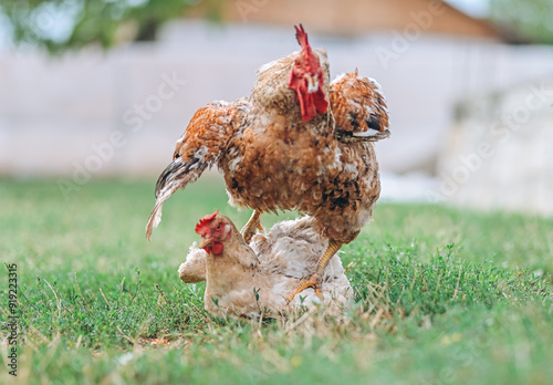 Rooster mating a chicken during a process called cloacal kiss photo