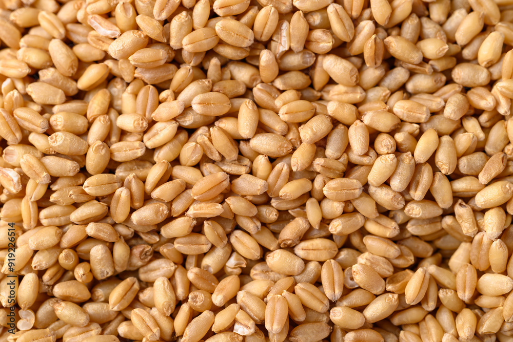 Whole wheat grain texture background, Food ingredient, Top view Whole wheat grain texture background, Food ingredient, Top view