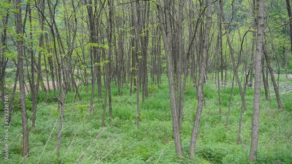 Obraz premium forest in spring