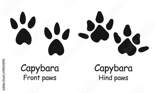 Capybara paws. Capybara paw print. Vector illustration.