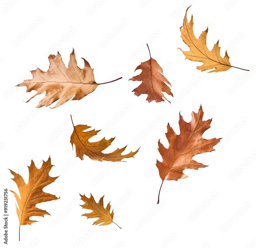 Obraz premium Beautiful bright colorful autumn leaves falling in the air isolated on white background. Zero gravity or levitation autumn conception. High resolution image.