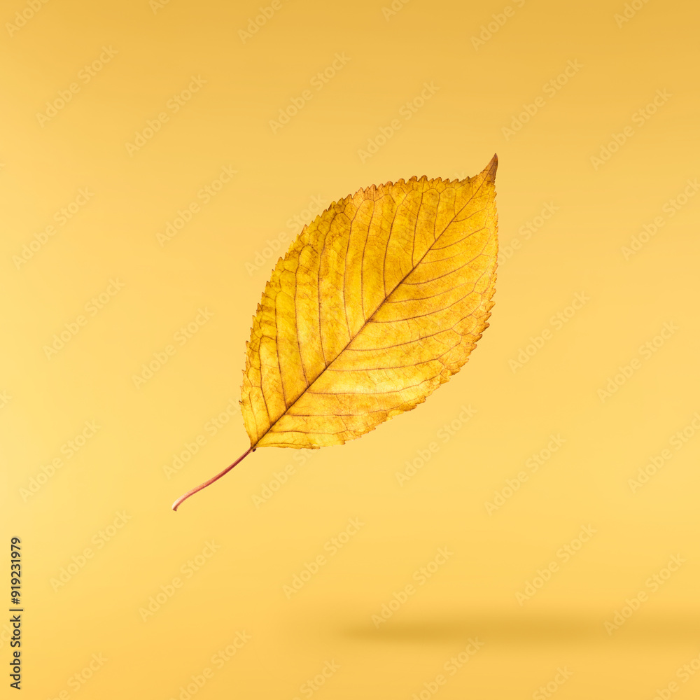 Fototapeta premium Beautiful bright colorful autumn leaves falling in the air isolated on yellow background. Zero gravity or levitation autumn conception. High resolution image.