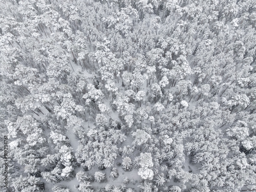 Forest covered with snow. Top view.