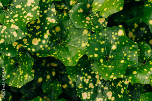 Farfugium spotty dotty foliage plant photo