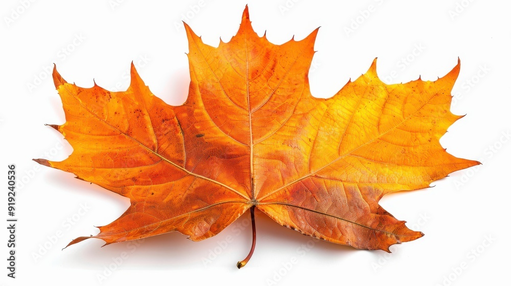 Vibrant Florida Maple Leaf Field on White Background Vibrant Florida Maple Leaf Field on White Background