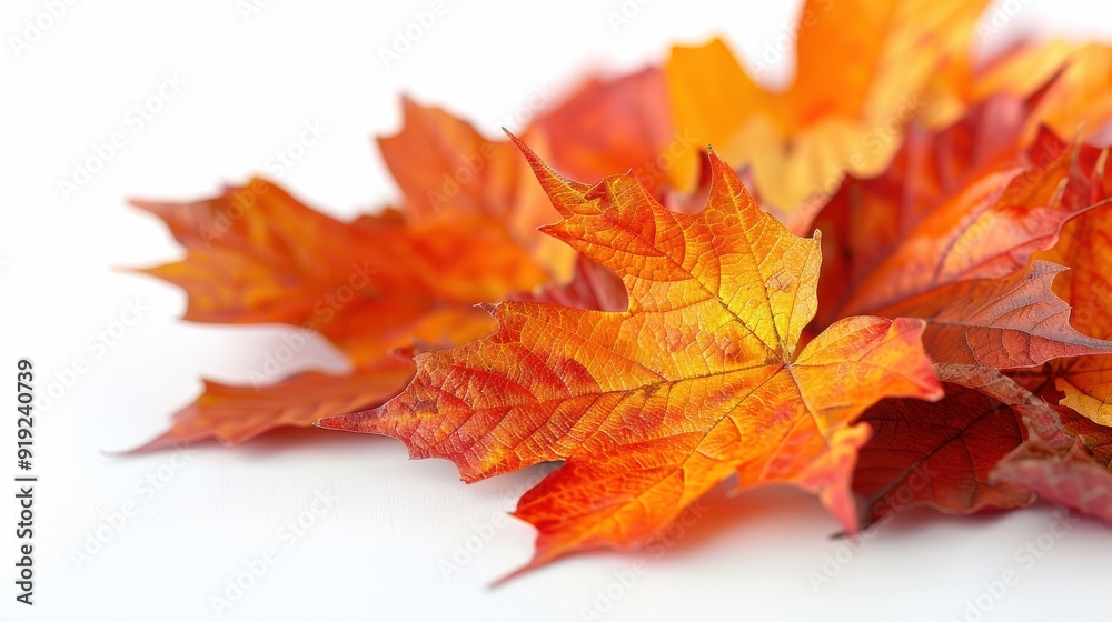 Fototapeta premium Vibrant Canyon Maple Leaf Field on White Background
