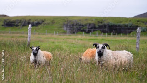 Video of a flock of sheep grazing on a lush meadow, capturing their natural behavior and peaceful presence. The footage highlights the tranquil rural setting and the serene movement of the flock. photo