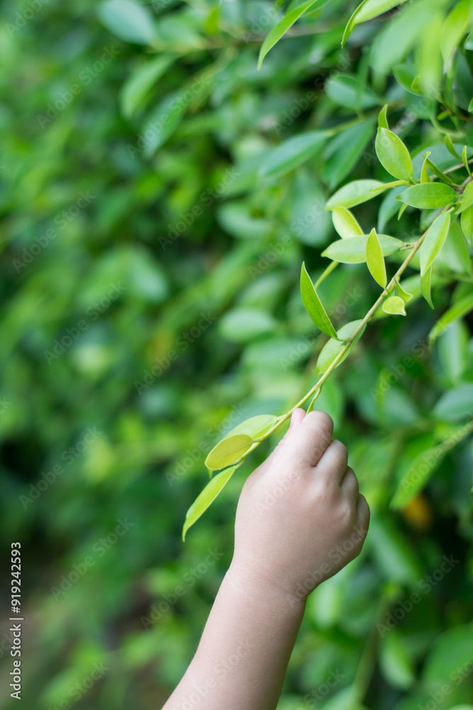 Close up beautiful woman hand pick green leaves on the morning. Close up beautiful woman hand pick green leaves on the morning.